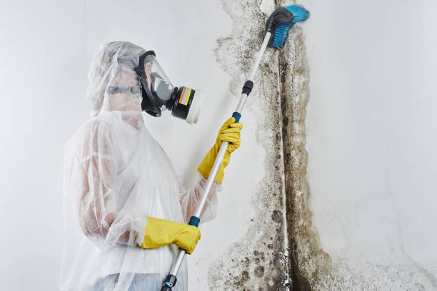 Mold Remediation for Vacation Homes in Monticello, IN